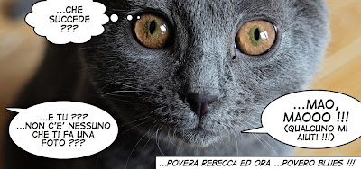 Blues gatto Certosino fumetto rebeccatrex