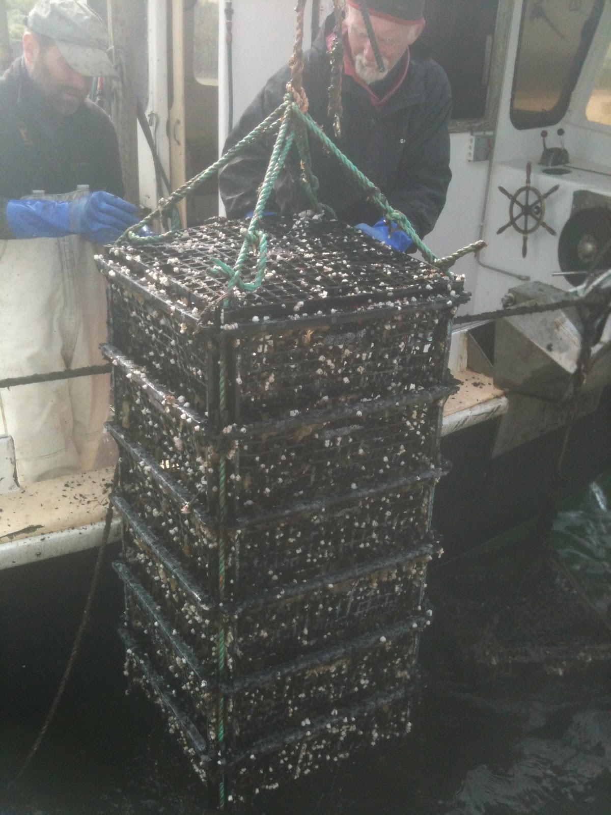 The Edible Ocean American Mussel Farm Trip