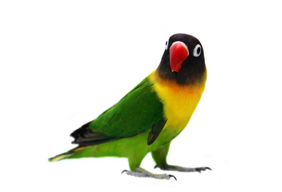 Cara Ternak Dan Merawat Burung Cara Jitu Merawat Lovebird Agar