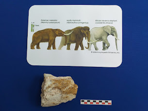 Fragmento de colmillo de mastodonte