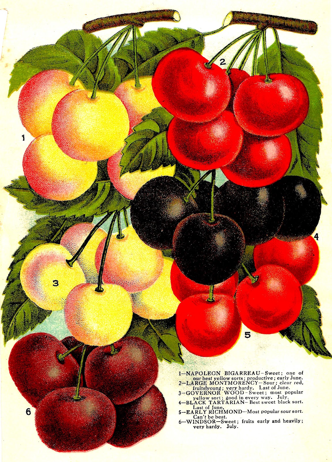 free clip art cherries fruit - photo #29