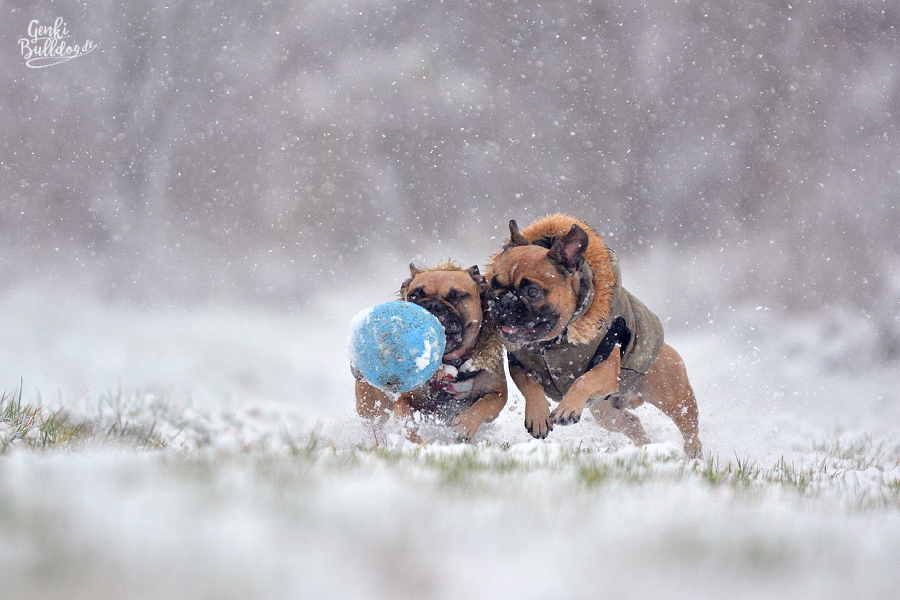 Französische Bulldogge im Schnee Hundeblog Hundefotografie Französische Bulldogge im Schnee Hundeblog Hundefotografie