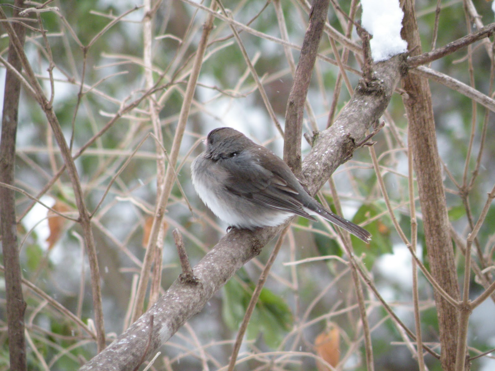 Northwest Arkansas Audubon Society: Sparrows and other birds appreciate