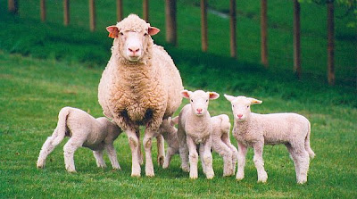 Criar ovejas