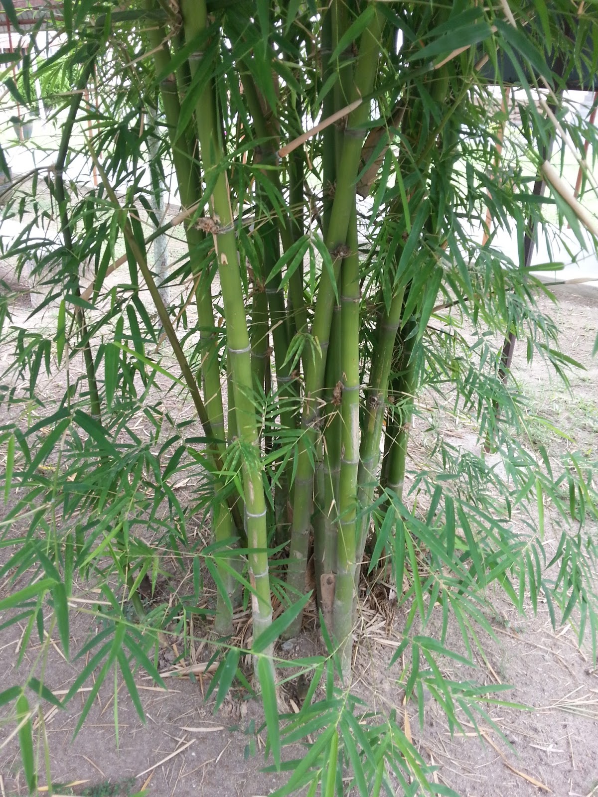 Xing Fu HARVESTING BAMBOO SHOOTS