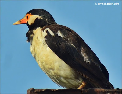 Juvenile Pied Myna Juvenile, Pied Myna, Myna,