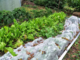 Mangold und Herbstgemüse unter Vlies (c) by Joachim Wenk Mangold und Herbstgemüse unter Vlies (c) by Joachim Wenk