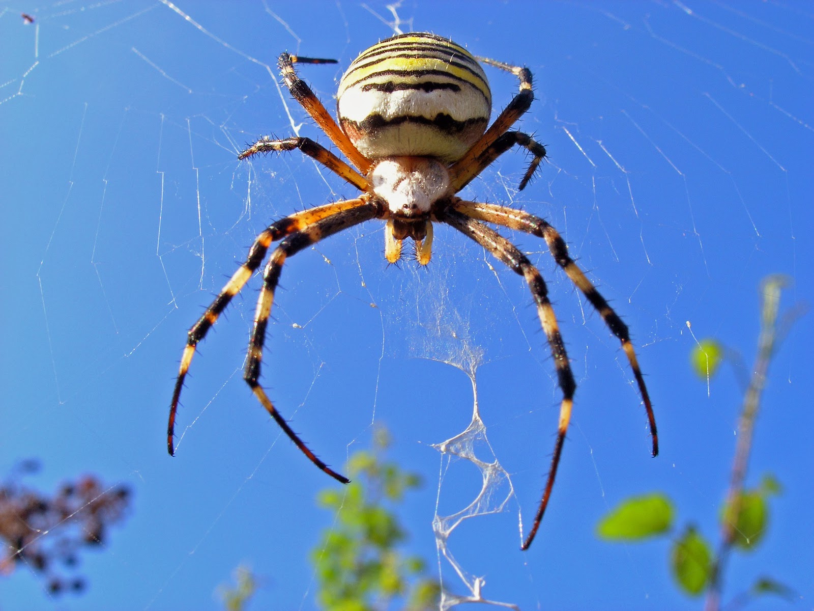 LA MONTAÑA DE MACGIVER ARAÑA TIGRE