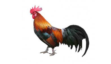 880 Koleksi Gambar Binatang Peliharaan Ayam Terbaik