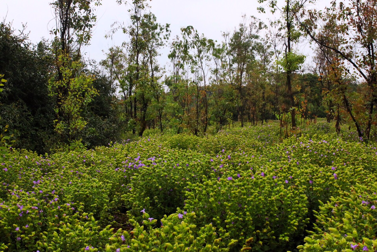 Topli Karvi the bride which blooms every seven years!
