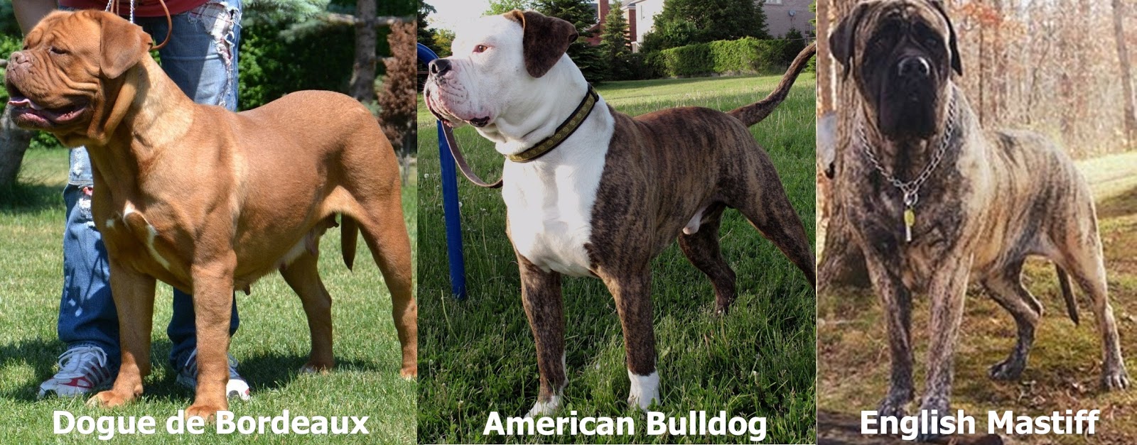 Blog Do Pit Bull A Verdade Sobre Hulk E Os Pitbulls Gigantes