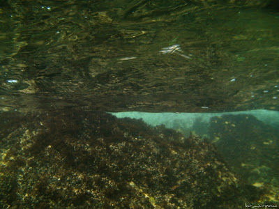 Marea Neagra Black Sea underwater images poze subacvatice