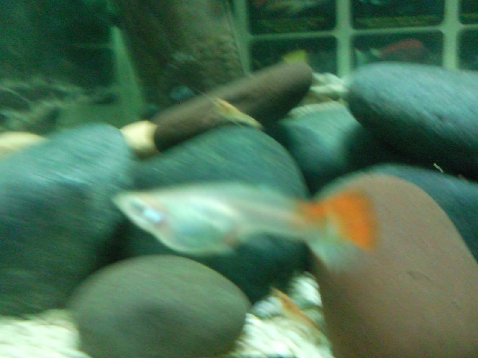 Tropical Fisher Man Fish Tanks And Aquarium CRS Baby Red Lobsters in March 2014