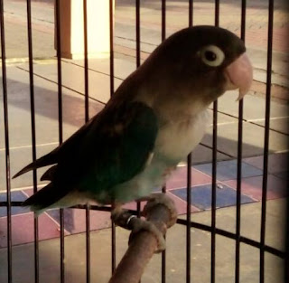 3 Burung Lovebird Juara Asal Bekasi Utara 3 Burung Lovebird Juara Asal Bekasi Utara