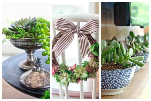 decorate with succulents