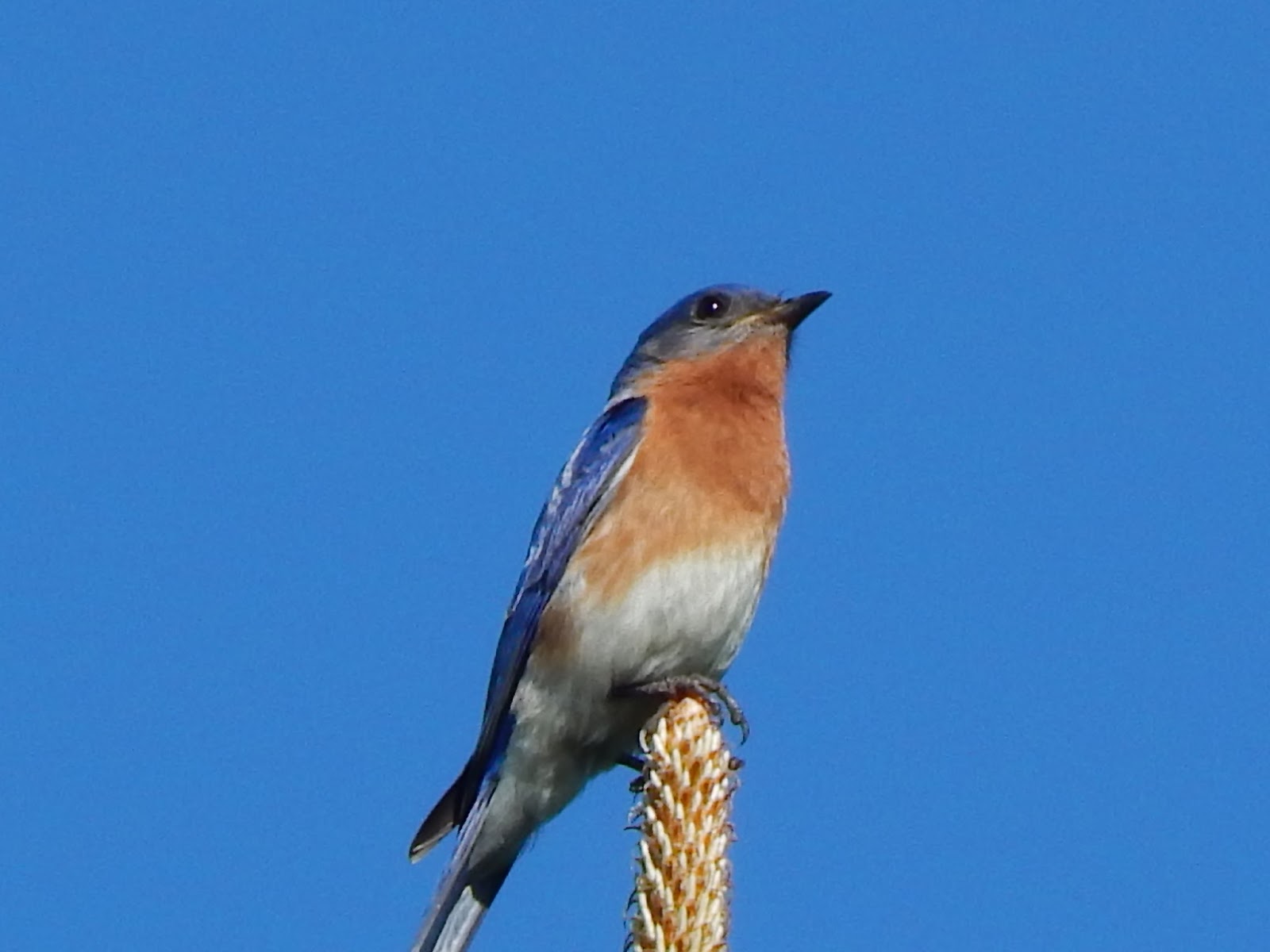 Central Louisiana Birding & Wildlife Kisatchie National Forest