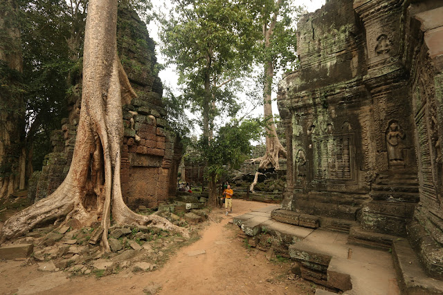 The perfect location to capture the beauty natural landscape scene where trees are growing out of the ruins in the jungle within the temples at Ta Prohm in Siem Reap, Cambodia The perfect location to capture the beauty natural landscape scene where trees are growing out of the ruins in the jungle within the temples at Ta Prohm in Siem Reap, Cambodia