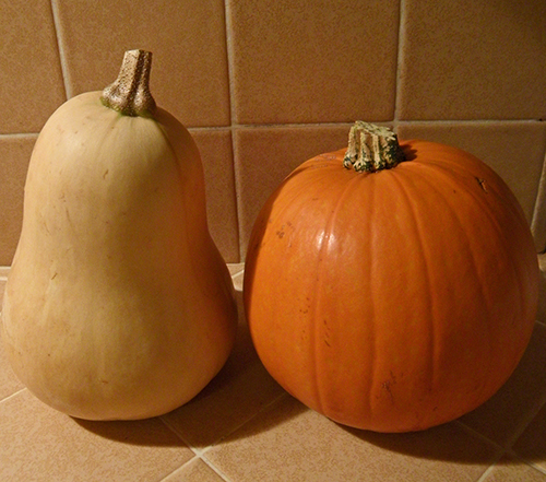 Тыква против. Squash vs Pumpkin. Squash Pumpkin разница. Тыква баттернат как растет. Барбара тыква семена фото.