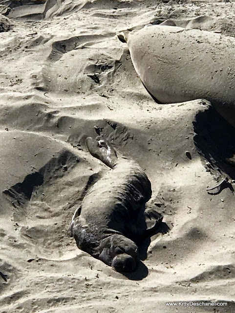 newborn elephant seal