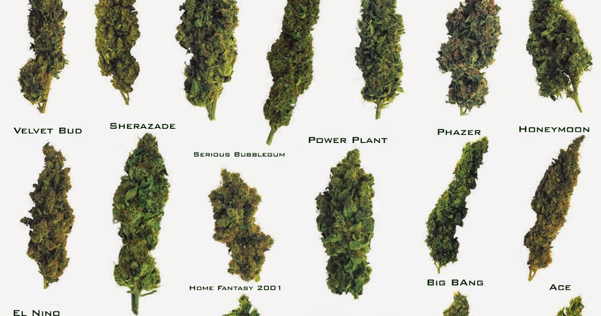 TOQUE Y ROL TIPOS DE PLANTAS DE MARIHUANA Y DONDE CULTIVARLAS TOQUE Y ROL TIPOS DE PLANTAS DE MARIHUANA Y DONDE CULTIVARLAS