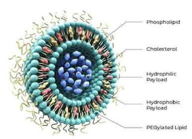 Liposome