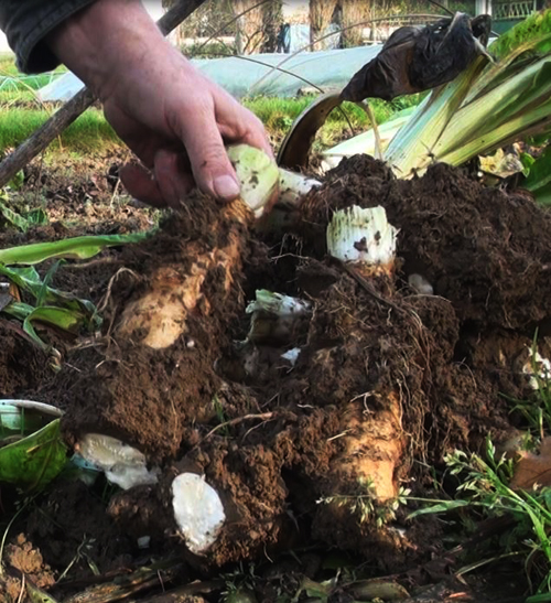 Le potager familial bio: Culture des endives bio