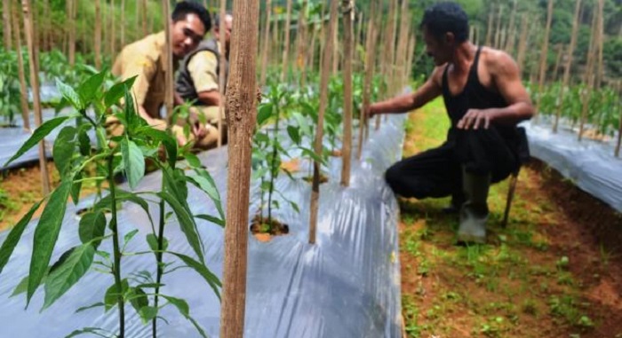 Tips Budidaya Tanaman Cabai Panen Melimpah Dengan Pupuk NASA Tips Budidaya Tanaman Cabai Panen Melimpah Dengan Pupuk NASA
