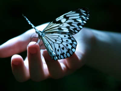 「butterfly　ｉｎ　ｍｙ　ｈａｎｄ」的圖片搜尋結果
