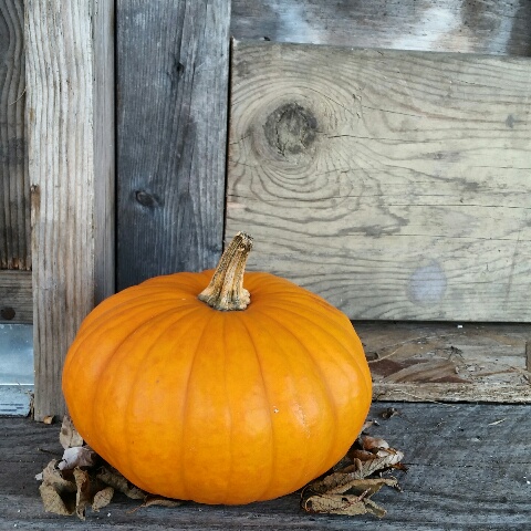 The Backroad Life: What to do with leftover pumpkins?