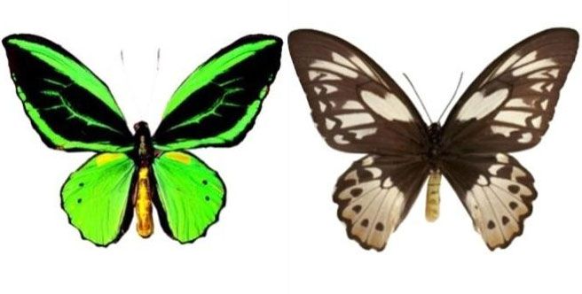 Butterfly Ornithoptera priamus