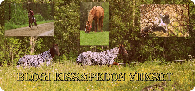 Blogi Kissapedon viikset