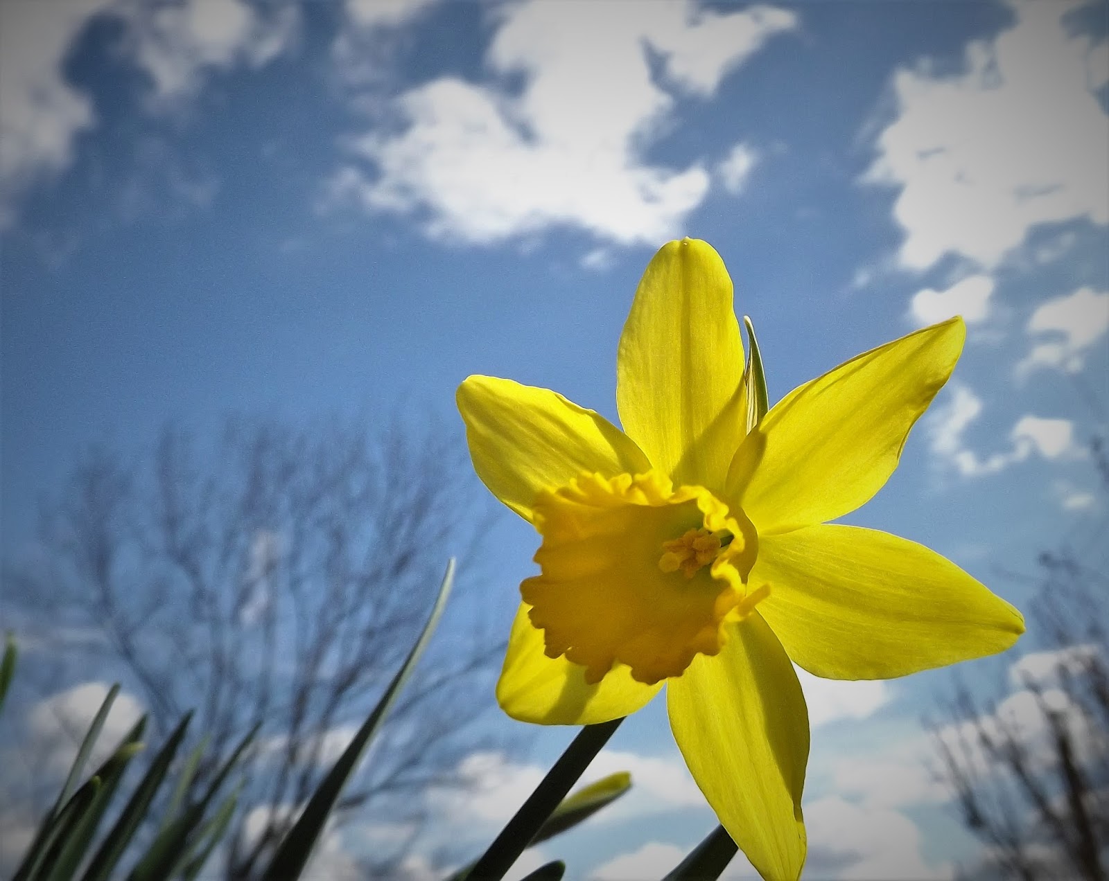 Forsythia Hill Finds Spring Flowers and Nature in Charlottesville Virginia