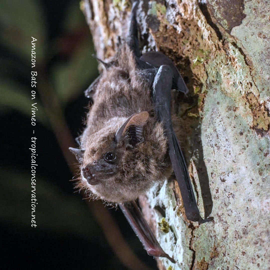 Amazon Bats