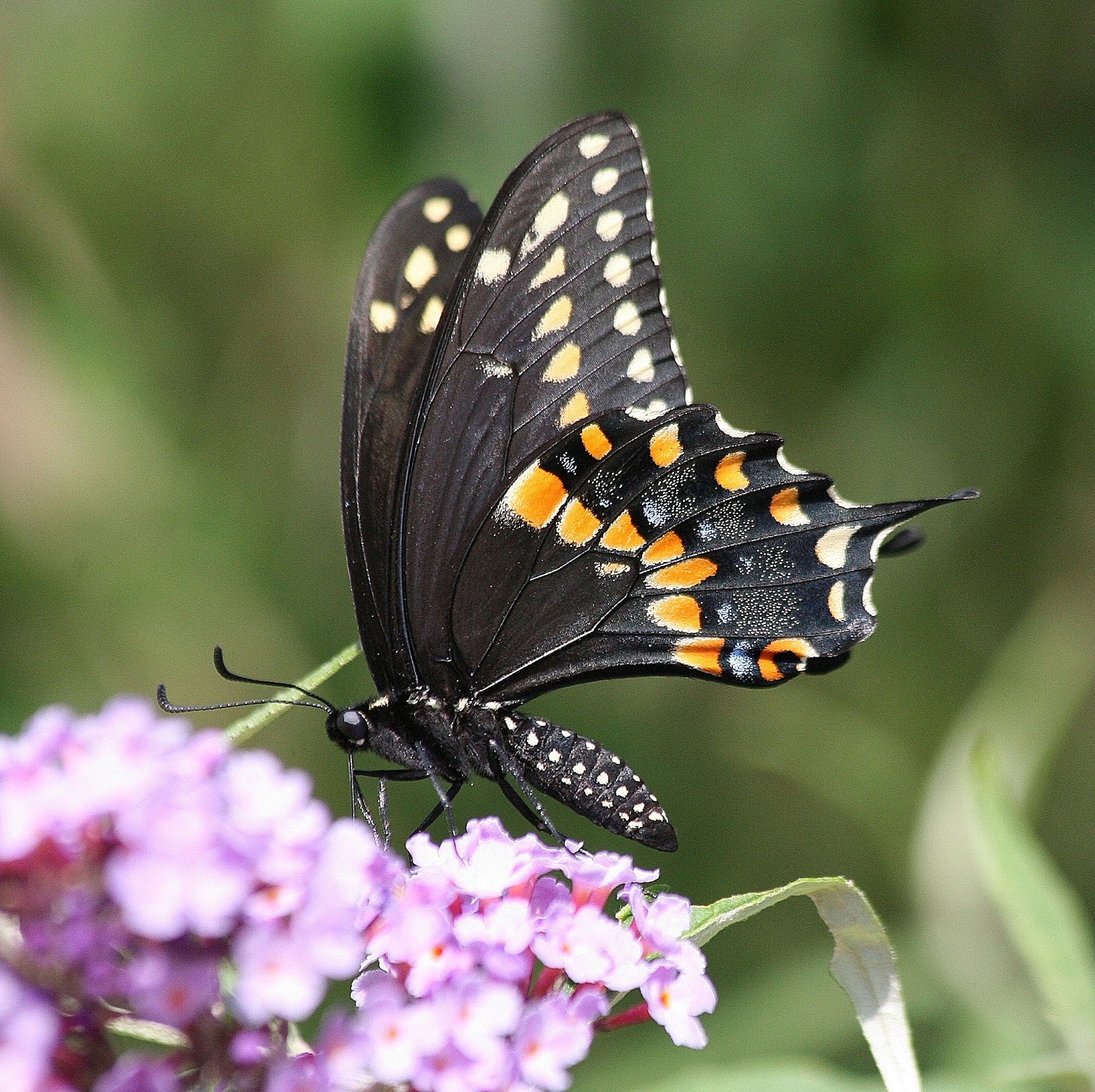 MICHIGAN BUTTERFLIES AND SKIPPERS July 2012
