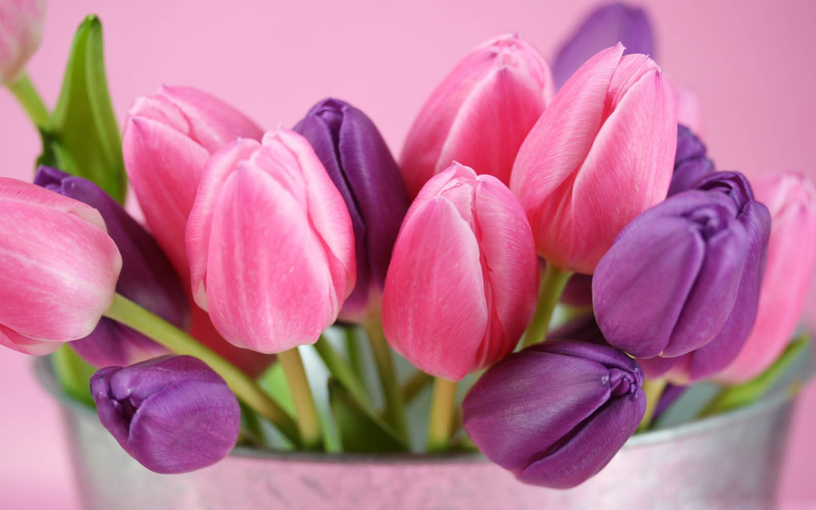 tulip flowers images