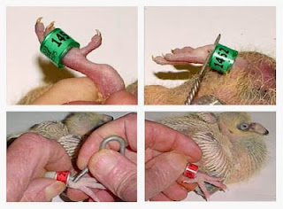 memasang ring atau cincin lovebird memasang ring atau cincin lovebird, cincin lovebird, ring lovebird