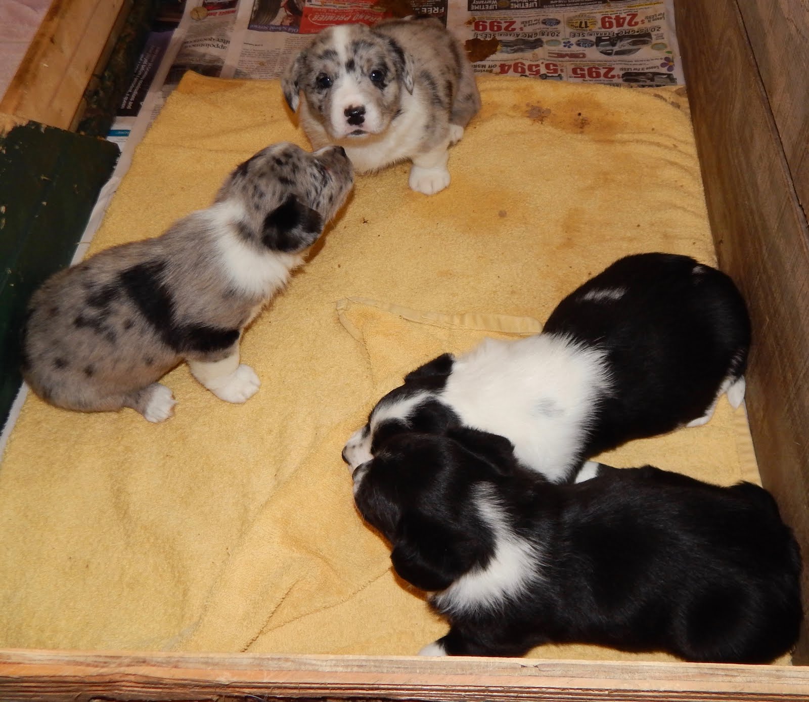 Big Ears Kennel Major Expansion Big Ears Kennel