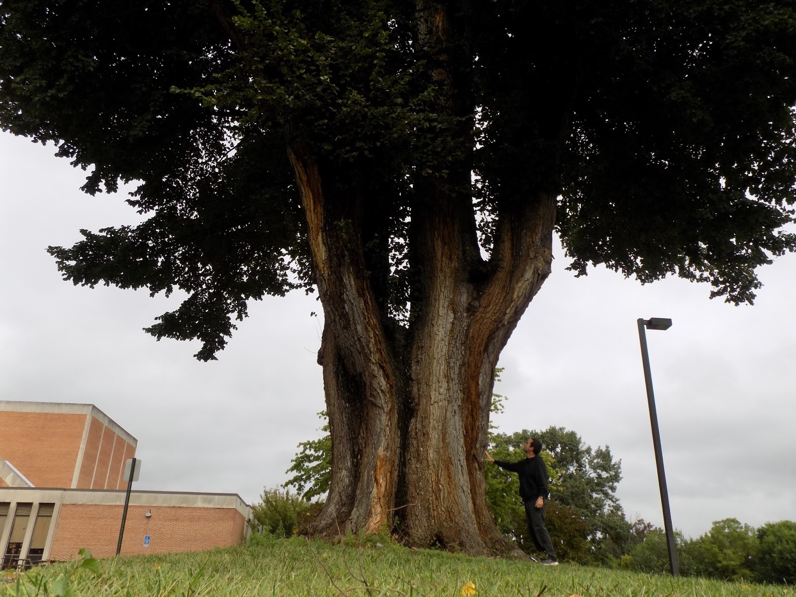 Tales From the Trails Big Trees in Frederick, Maryland
