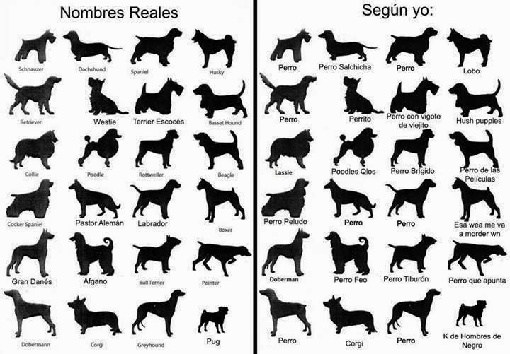Nombres de razas de perros (Humor)