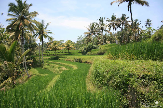 My Travel Background : COP21, engageons-nous pour le climat !