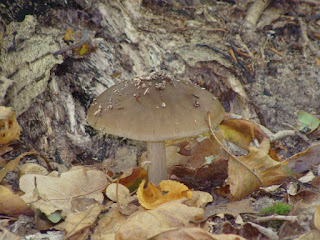 Pluteus cervinus DSC47957