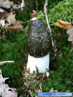 Phallus Impudicus - Satyre puant - Phallus impudique Phallus Impudicus - Satyre puant - Phallus impudique