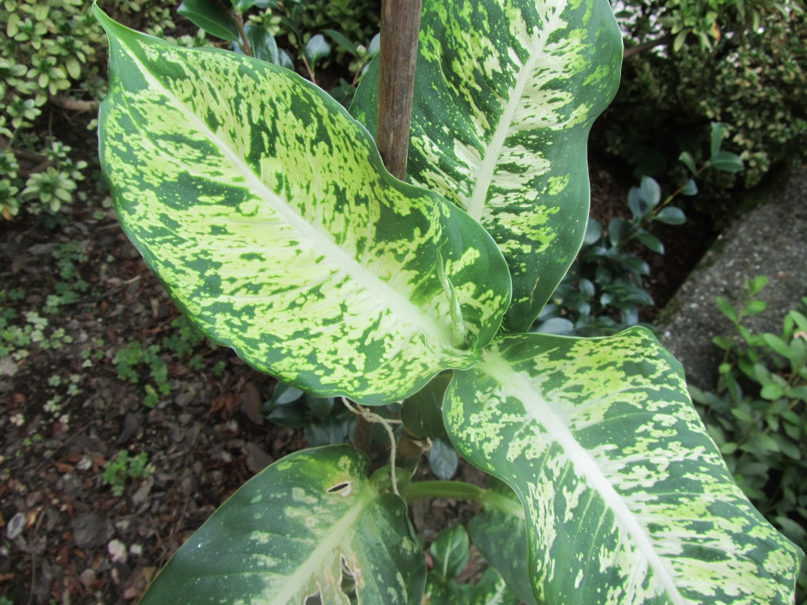 Dieffenbachia, una Pianta da Appartamento dalle Grandi Foglie Variegate Il Gusto Della Natura