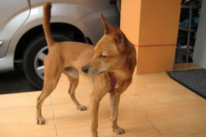 Mimpi Anjing Kecil