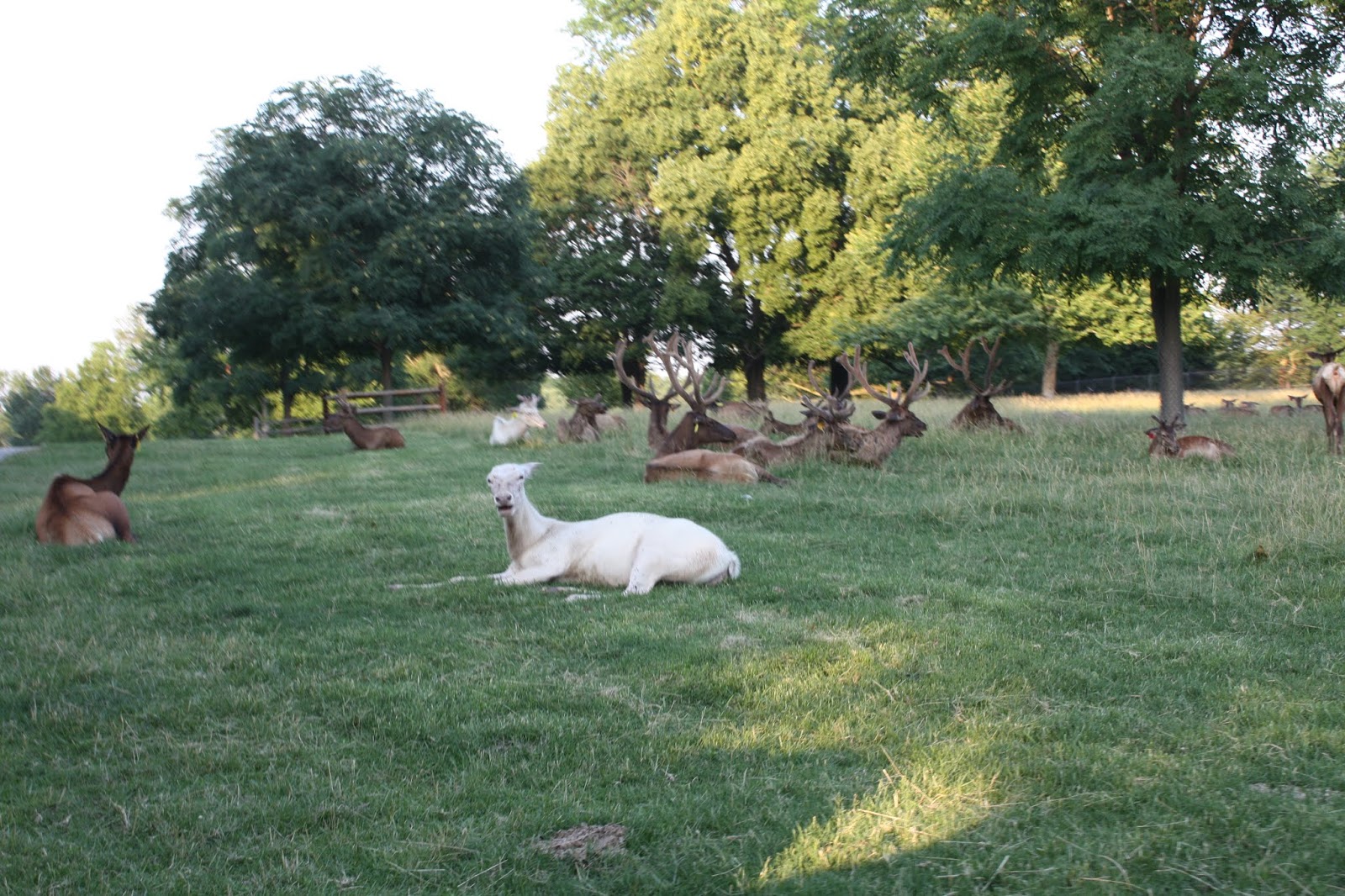 A Little Time and a Keyboard An Evening with the Animals at Grant's