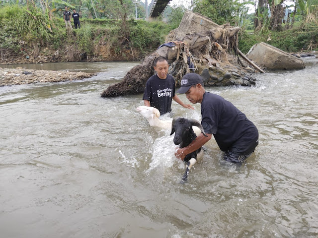 Charity Perawatan hewan kurban agar sesuai standarisasi hewan kurban
