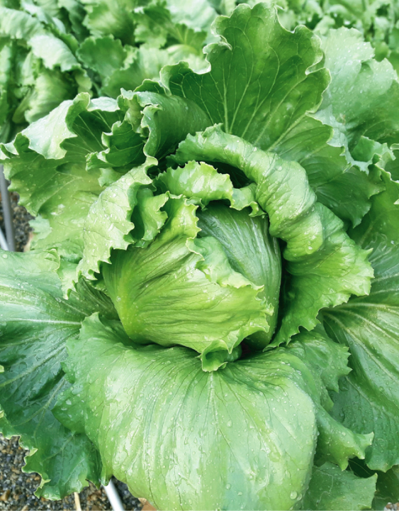 ZEN HYDROPONICS สลัดแก้วญี่ปุ่น ซาลีนาส (Salinas Lettuce)