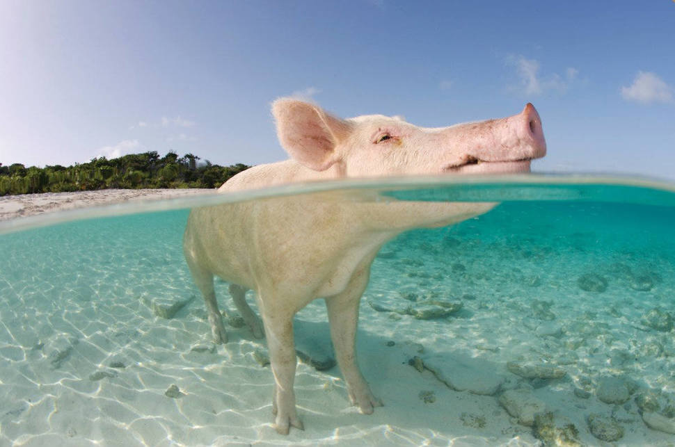 Bahamalar domuz plaji