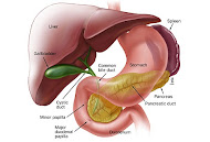 Digestive System of the Bile Duct