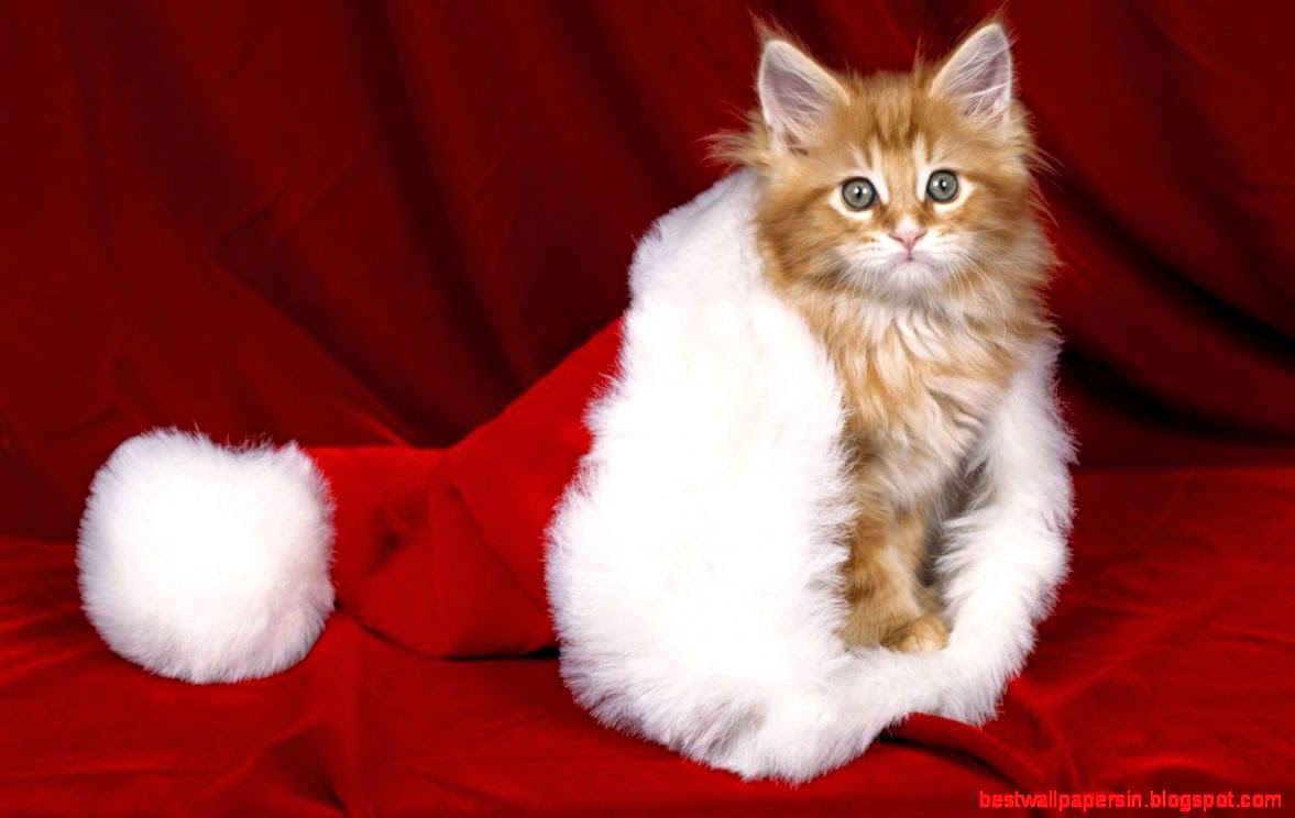 Christmas Kitty   Christmas Wallpaper 16124091   Fanpop